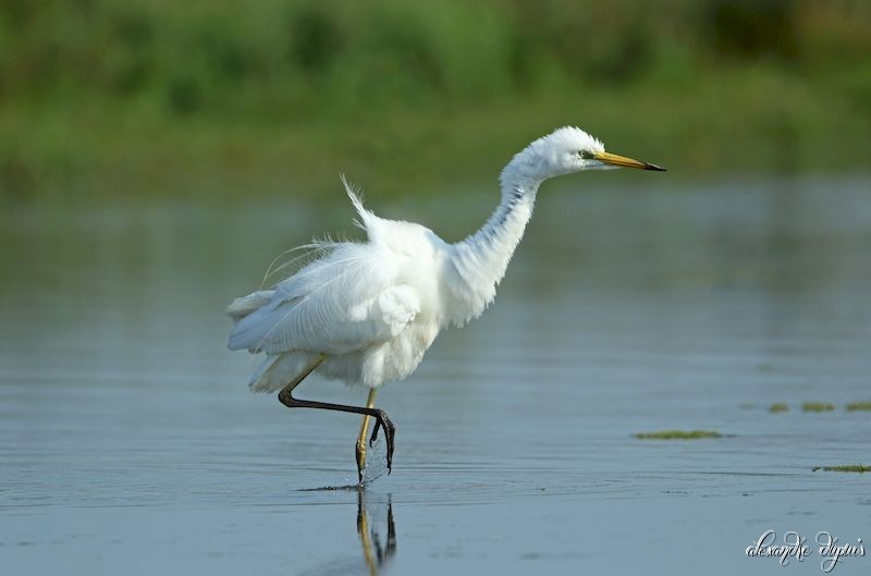 grande aigrette1.jpg